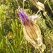 mountain flower by rubyshepherd