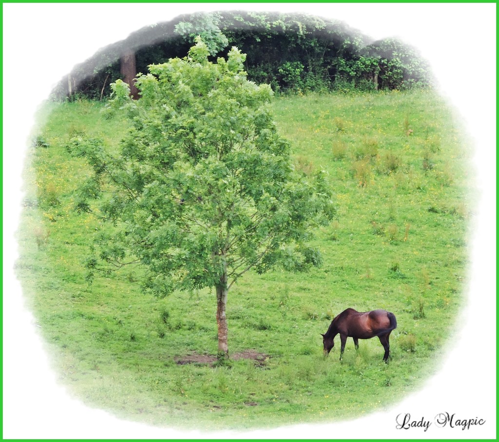 Just a Tree and a Horse by ladymagpie