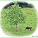 Just a Tree and a Horse by ladymagpie