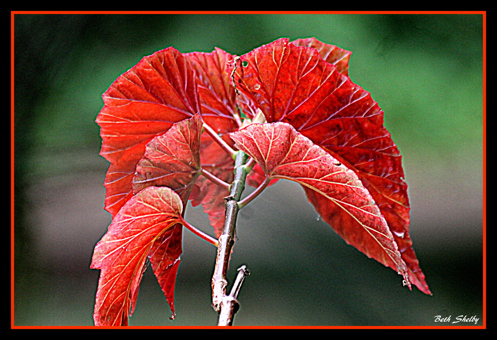 Angel wing begonia leaves by vernabeth
