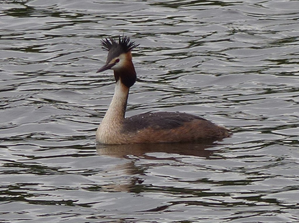  Great Crested Grebe by susiemc