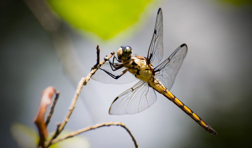 Dragonfly Hanging on!! by rickster549