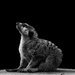 Monochrome Meerkat by leonbuys83