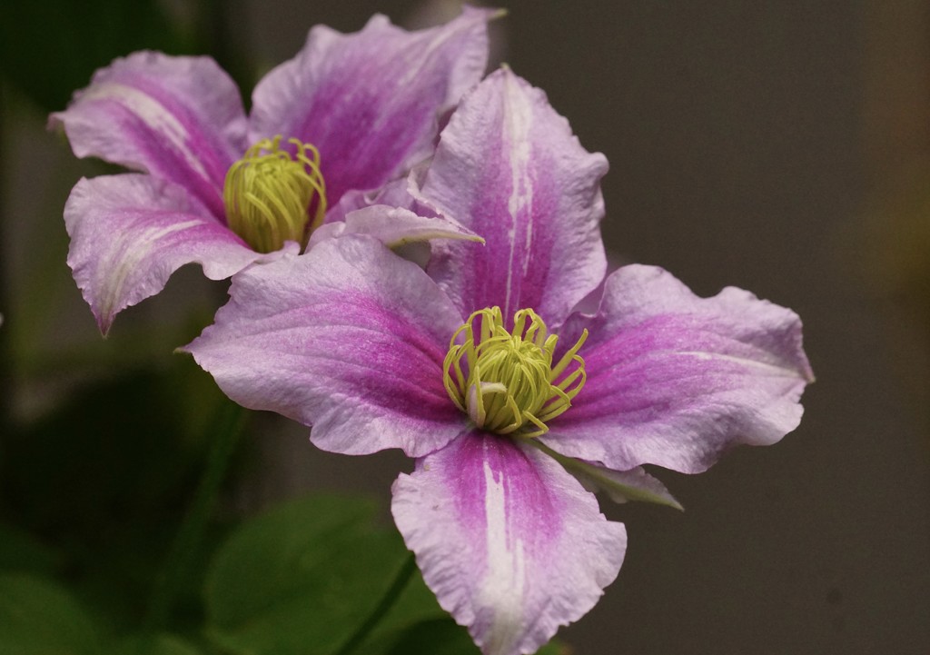 clematis by amyk