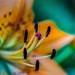 Flower Macro by jae_at_wits_end