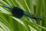 21st Jun 2016 - the Banded demoiselle damselfly has his day