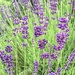 Lavender  by cocobella