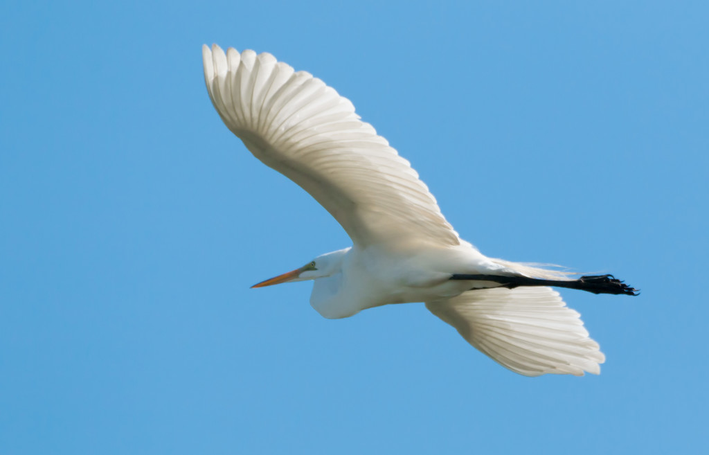 Egret overhead by shesnapped