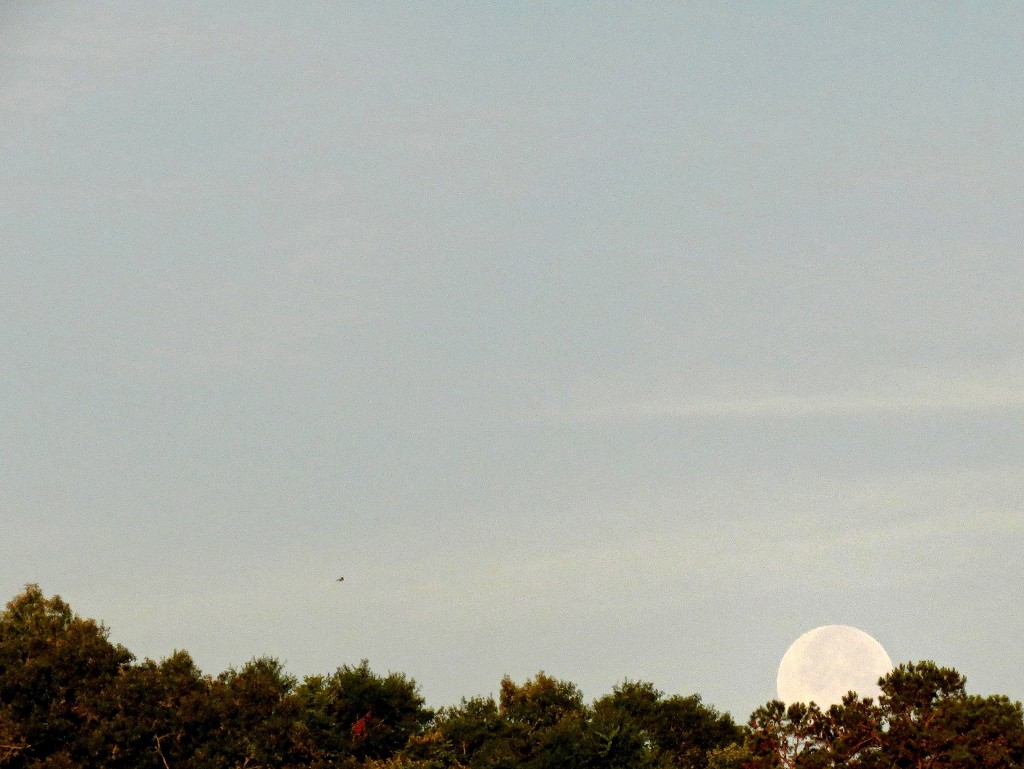 Solstice Moon by grammyn