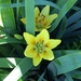 Asiatic Lily by bjchipman