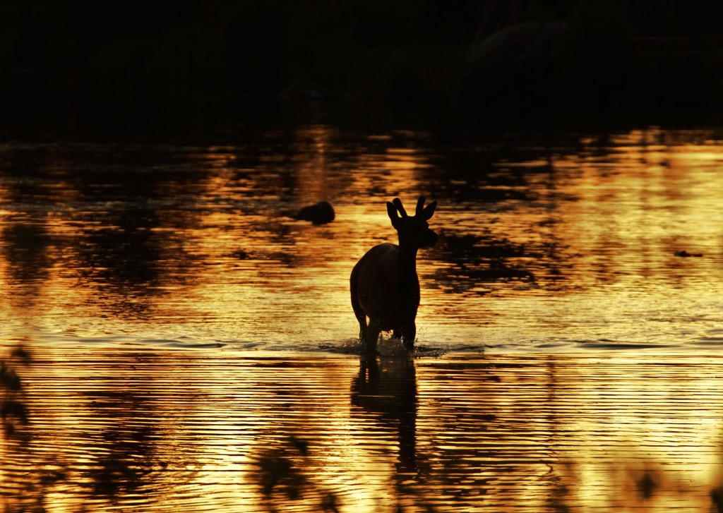 Sunrise Elk by aecasey