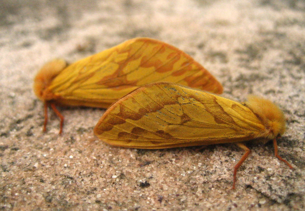 Two female ghost moths  by steveandkerry