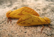 22nd Jun 2016 - Two female ghost moths 