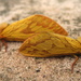 Two female ghost moths  by steveandkerry