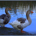 Geese by dide