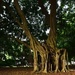 " Giraffe " Tree Roots.. by happysnaps