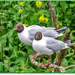 Black-Headed Gulls by carolmw