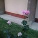 Roses & concrete. by ivm