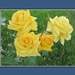 Yellow roses. by grace55
