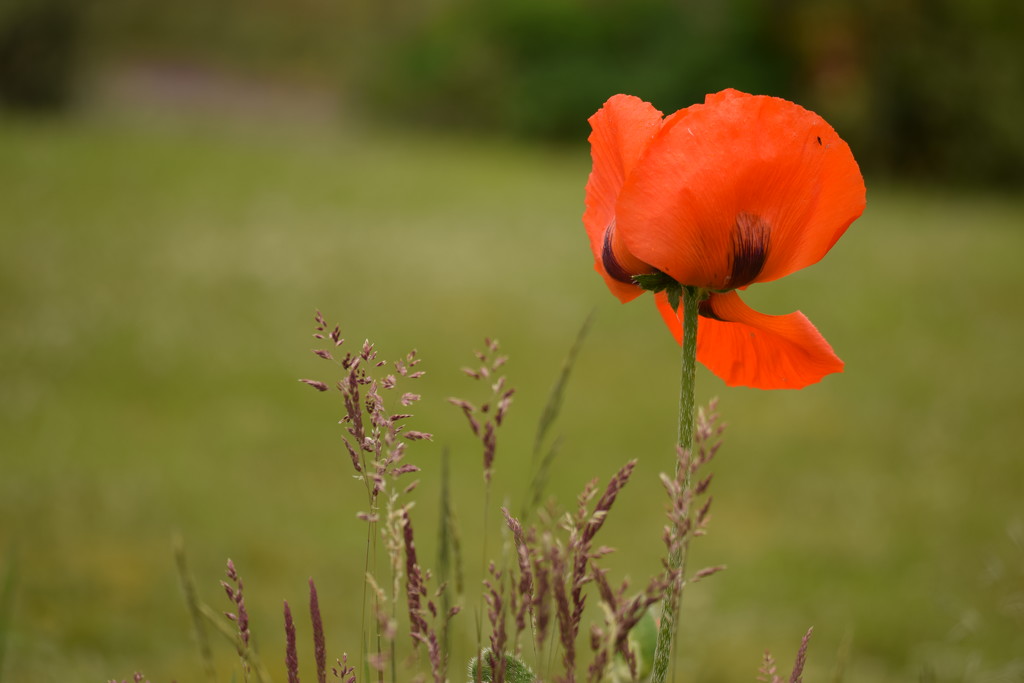 dying poppy by christophercox
