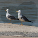 Couple of seagulls or Seagulls couple by cherrymartina