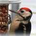 Woodie Woodpecker by rosiekind