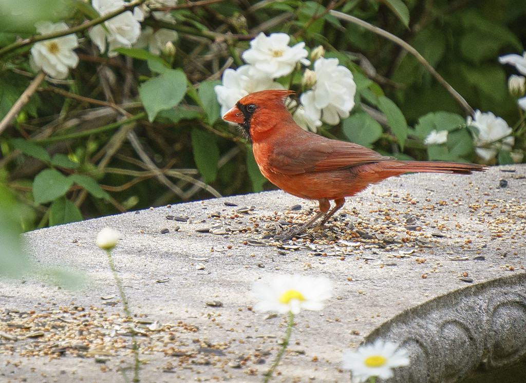 Male Cardinal by gardencat