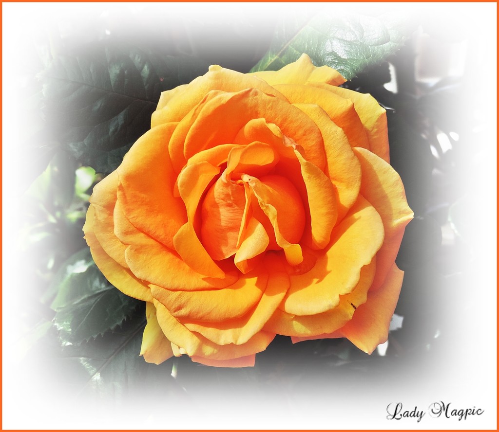 This Orange Rose is just Poetry. by ladymagpie