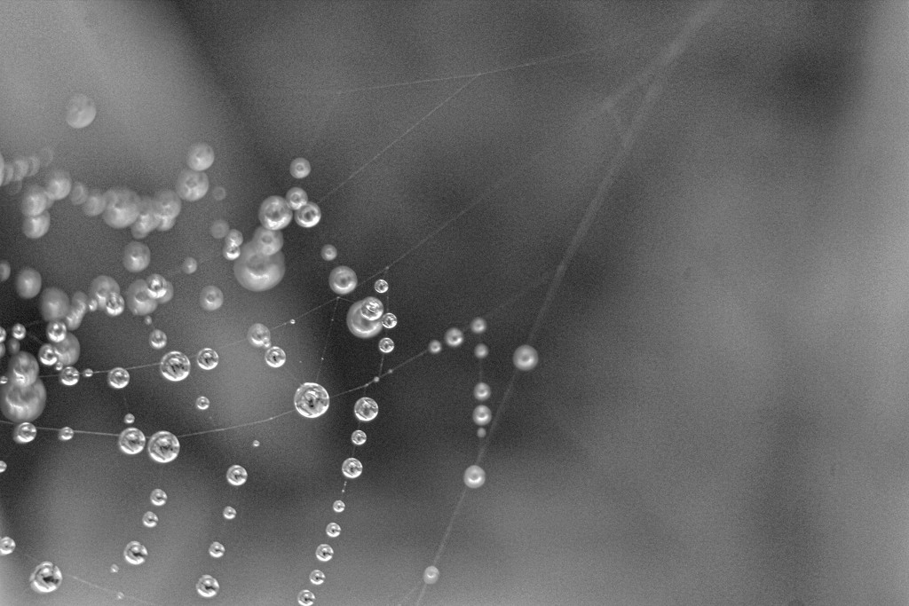 Wet Web by cookingkaren