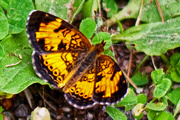 22nd Jun 2016 - Pearl Crescent Butterfly