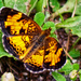 Pearl Crescent Butterfly by dianen