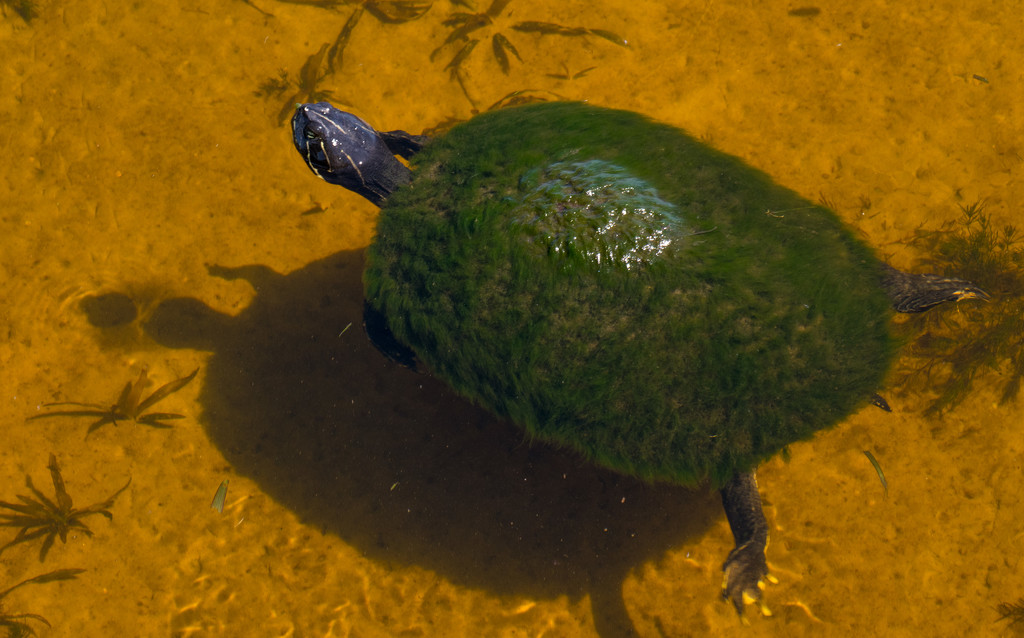 Camouflauged Turtle! by rickster549