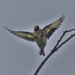  Goldfinch by susiemc