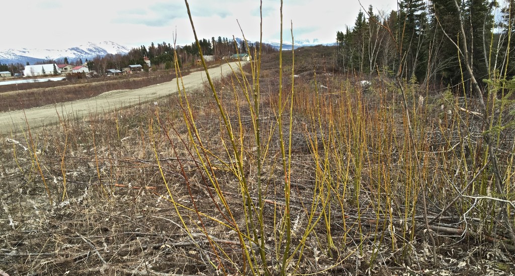 New Willow Shoots by jetr