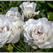 White Roses by pcoulson