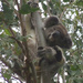 hang loose by koalagardens