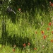 Indian Paintbrush by jetr