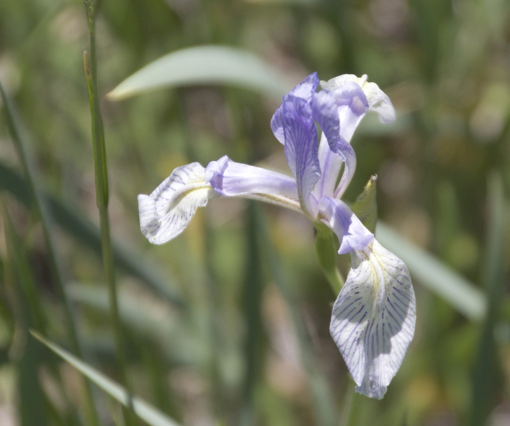 Wild Iris by jetr