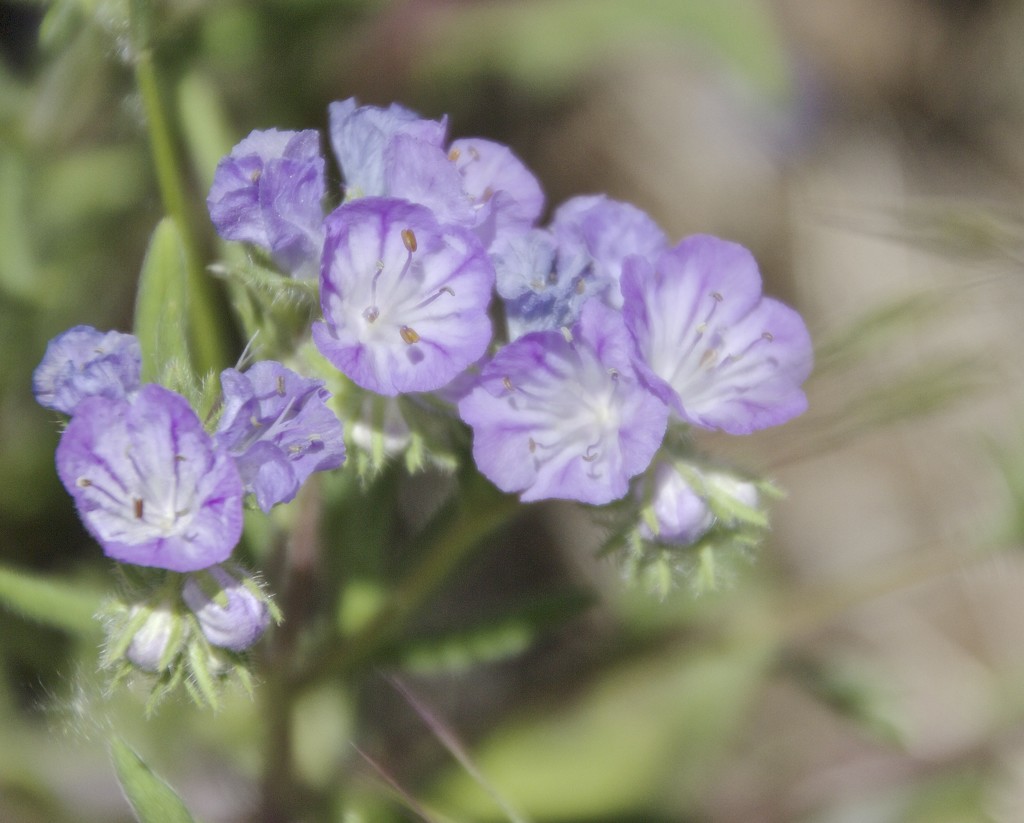 Another unidentified Montana Wildflower by jetr