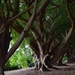 Avenue of Weeping Fig Trees...2 by happysnaps