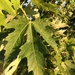 Silver Maple leaf by bjchipman