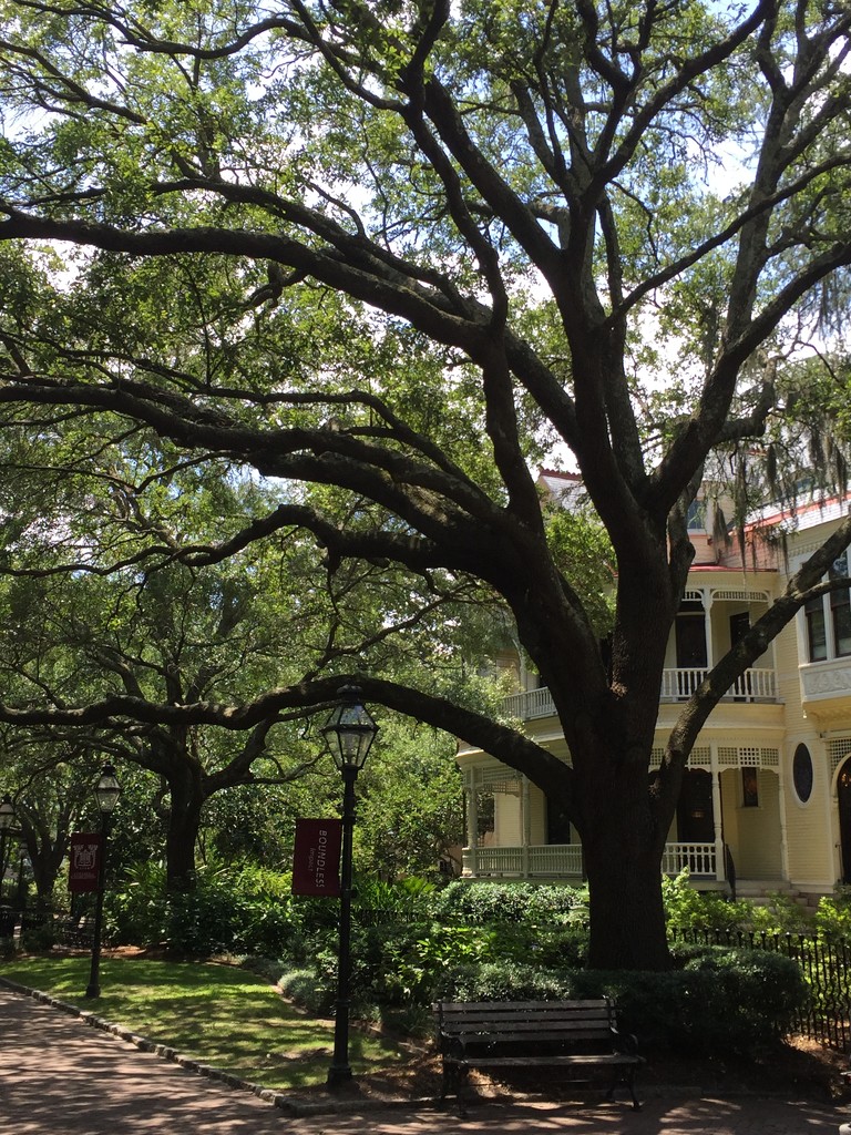 Live oak on college campus by congaree