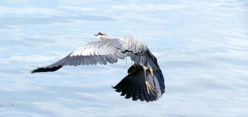 Blue Heron Take-Off by seattlite