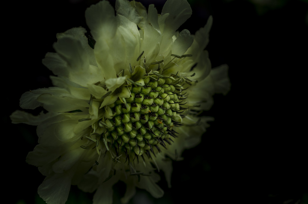 Flower In The Dark by tonygig