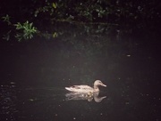 23rd Jun 2016 - Duck and Duckling
