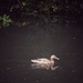 Duck and Duckling by mattjcuk