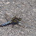 Black Tailed Skimmer by philhendry