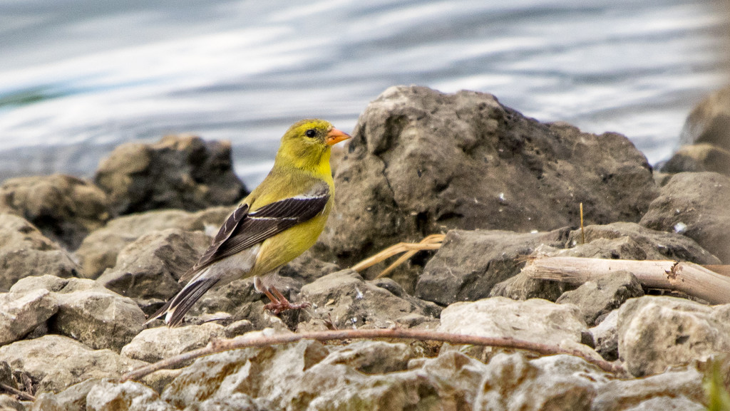 Female American Goldfinch by rminer