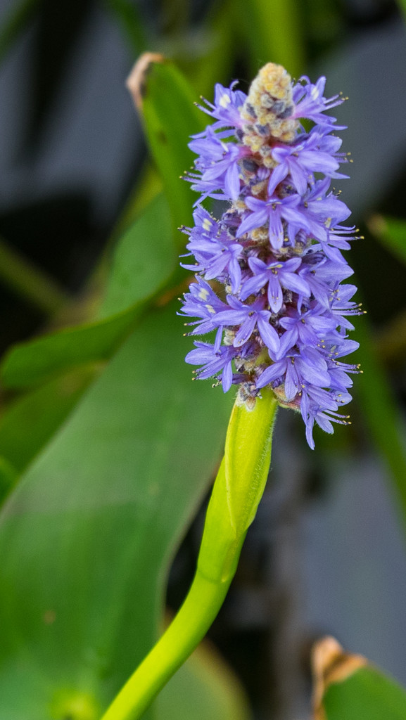 Pickerelweed by rminer