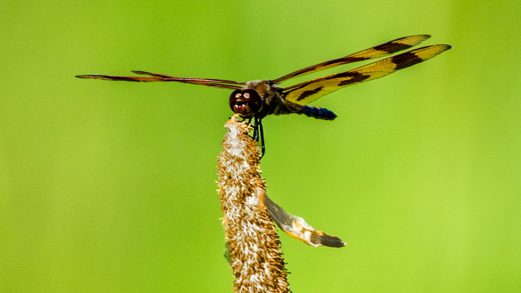 Halloween Pennant Dragonfly by rminer